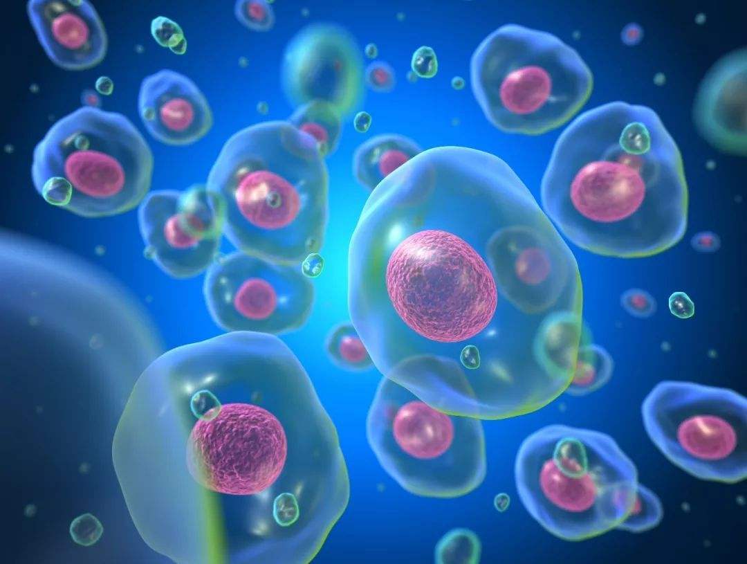 FIX&PERM?細(xì)胞固定/透化試劑，助力血液惡性腫瘤研究